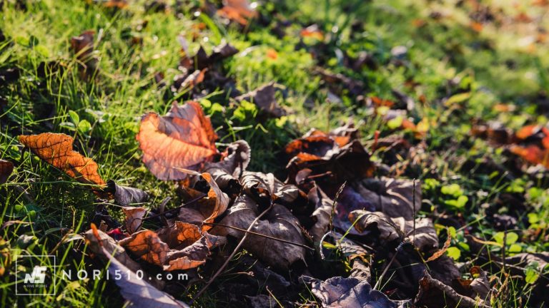 岐阜土岐・瑞浪へ紅葉狩り小旅行