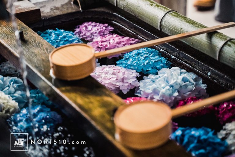 お手水に浮かぶあじさいが美しい！尾西あじさいまつり 御裳神社へ